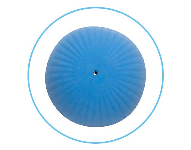 Sand Dollar
